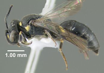 Media type: image;   Entomology 610157 Aspect: habitus lateral view